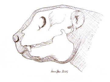 Archaeoindris skull with soft tissues
