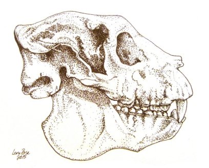 Archaeoindris skull (length ~25 cm/10 in)